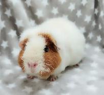 cochon d'inde teddy caramel et blanc - Photo 7