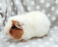 cochon d'inde teddy caramel et blanc - Photo 9