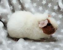 cochon d'inde teddy caramel et blanc - Photo 10