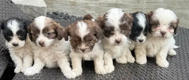 Beautiful Shih Tzu Poodle  puppies for sale