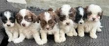 Beautiful Shih Tzu Poodle  puppies for sale