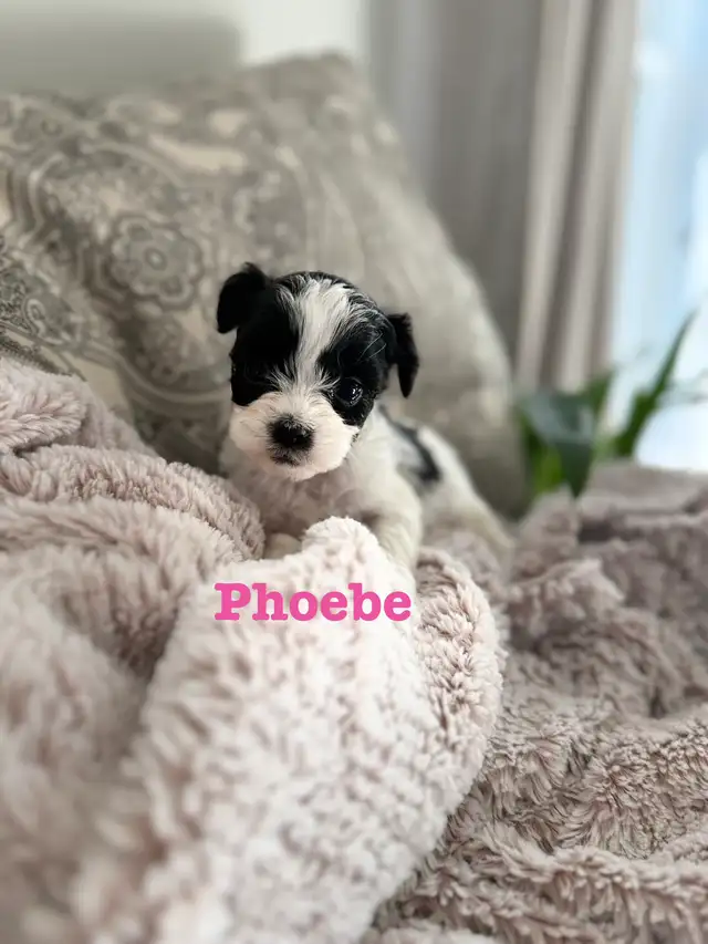 Beautiful Shih Tzu Poodle  puppies for sale - Photo 2