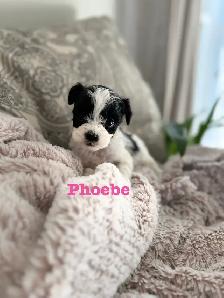 Beautiful Shih Tzu Poodle  puppies for sale - Photo 2