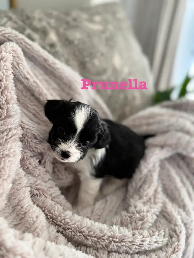 Beautiful Shih Tzu Poodle  puppies for sale - Photo 3