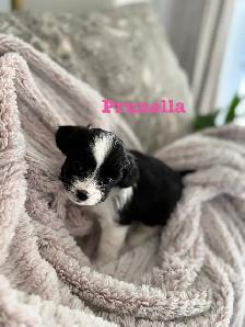 Beautiful Shih Tzu Poodle  puppies for sale - Photo 3