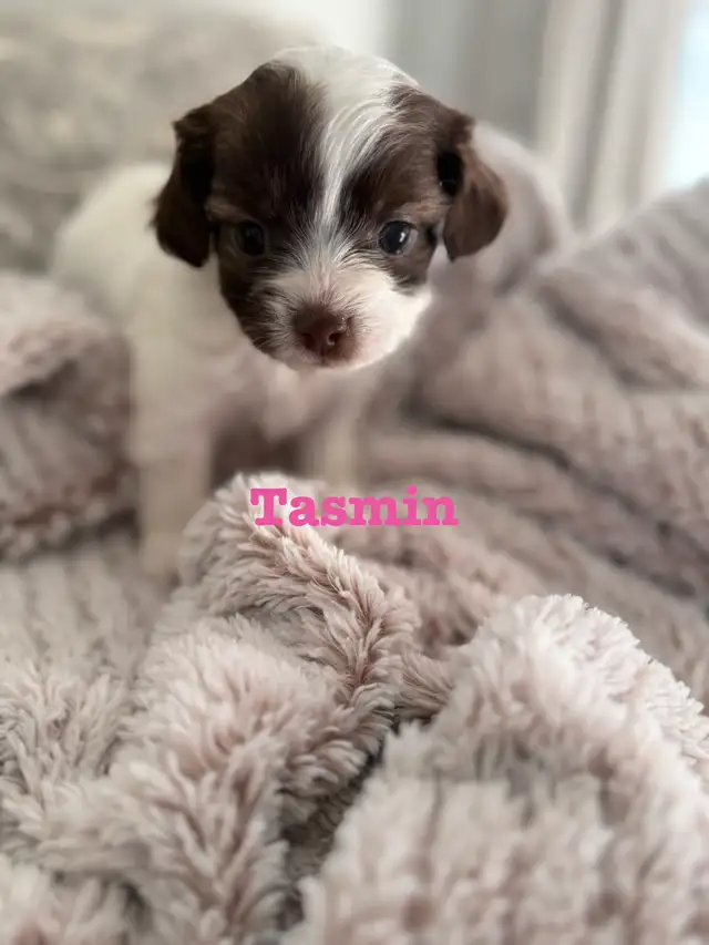 Beautiful Shih Tzu Poodle  puppies for sale - Photo 4