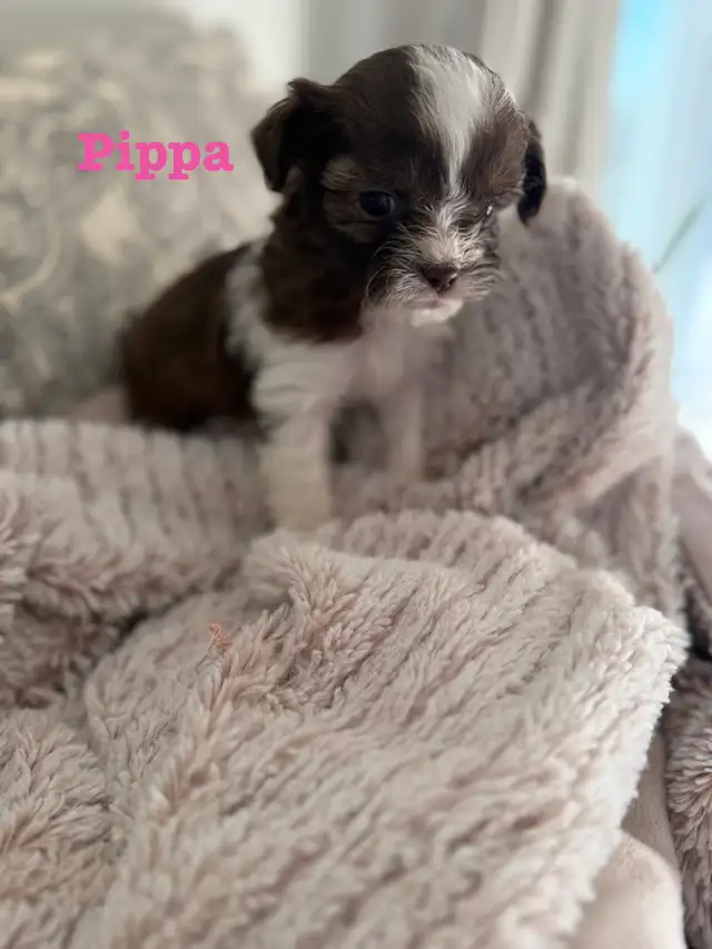 Beautiful Shih Tzu Poodle  puppies for sale - Photo 5