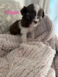 Beautiful Shih Tzu Poodle  puppies for sale - Photo 5