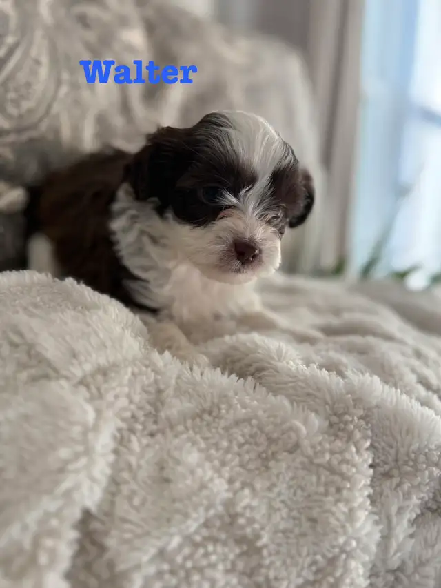 Beautiful Shih Tzu Poodle  puppies for sale - Photo 6