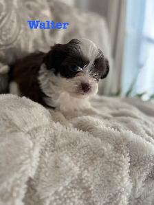 Beautiful Shih Tzu Poodle  puppies for sale - Photo 6
