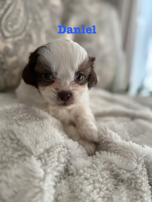 Beautiful Shih Tzu Poodle  puppies for sale - Photo 7
