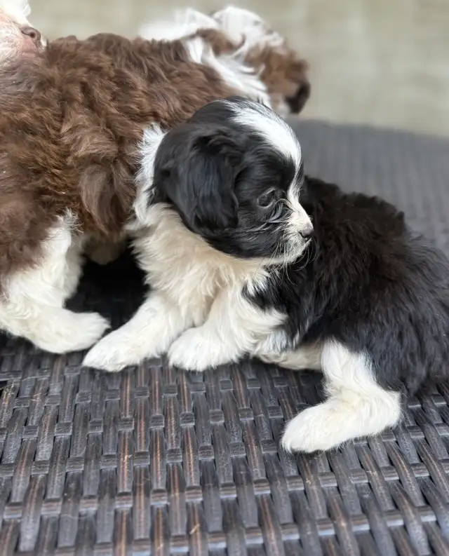 Beautiful Shih Tzu Poodle  puppies for sale - Photo 8