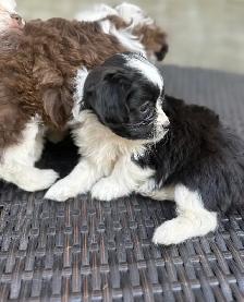 Beautiful Shih Tzu Poodle  puppies for sale - Photo 8
