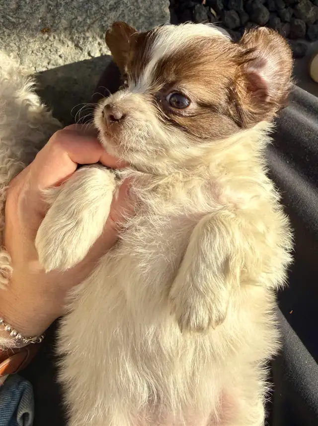 Beautiful Shih Tzu Poodle  puppies for sale - Photo 9