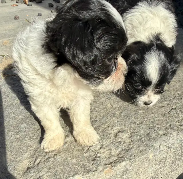 Beautiful Shih Tzu Poodle  puppies for sale - Photo 10