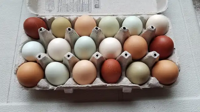 Organic Pasture Raised Farm Fresh Eggs