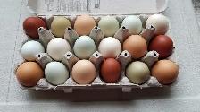 Organic Pasture Raised Farm Fresh Eggs
