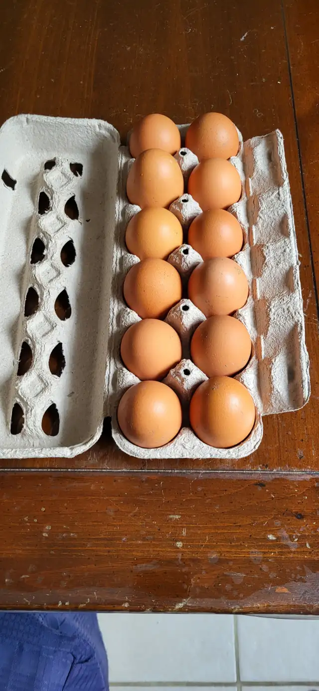 Organic Pasture Raised Farm Fresh Eggs - Photo 3