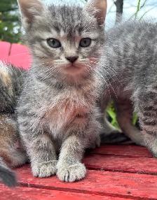 SWEET 8 Week KITTENS $260 - Pickering