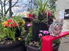 SWEET 8 Week KITTENS $260 - Pickering - Photo 4