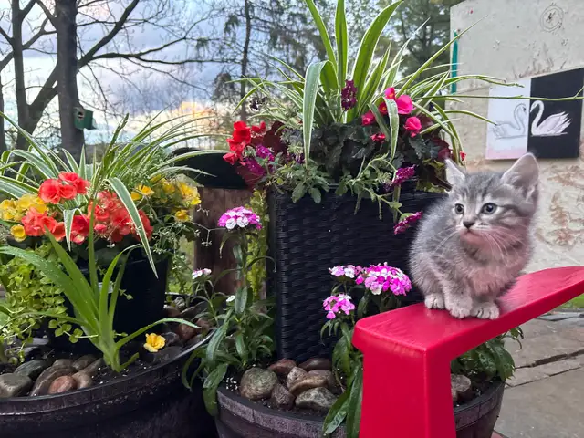 SWEET 8 Week KITTENS $260 - Pickering - Photo 5