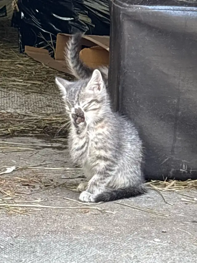 SWEET 8 Week KITTENS $260 - Pickering - Photo 9