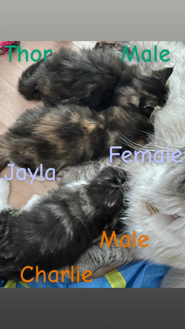 ❤️4 BEAUTIFUL RAGDOLL KITTENS AVAILABLE ❤️