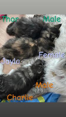 ❤️4 BEAUTIFUL RAGDOLL KITTENS AVAILABLE ❤️