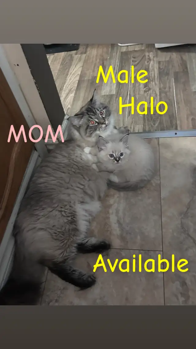 ❤️4 BEAUTIFUL RAGDOLL KITTENS AVAILABLE ❤️ - Photo 2