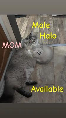 ❤️4 BEAUTIFUL RAGDOLL KITTENS AVAILABLE ❤️ - Photo 2