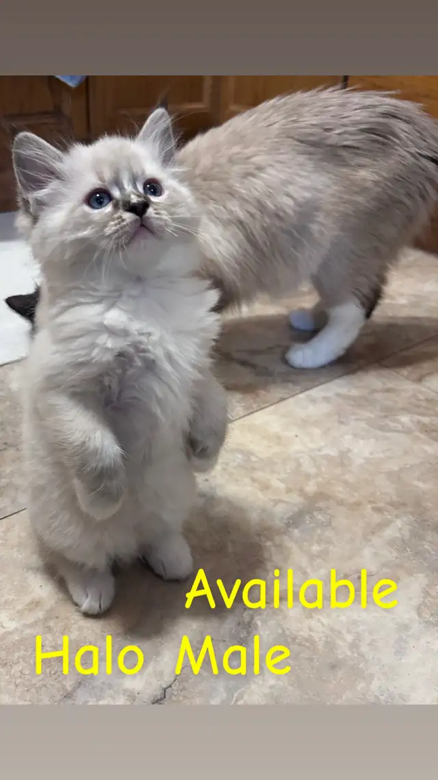 ❤️4 BEAUTIFUL RAGDOLL KITTENS AVAILABLE ❤️ - Photo 3