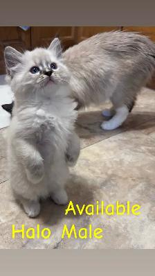 ❤️4 BEAUTIFUL RAGDOLL KITTENS AVAILABLE ❤️ - Photo 3