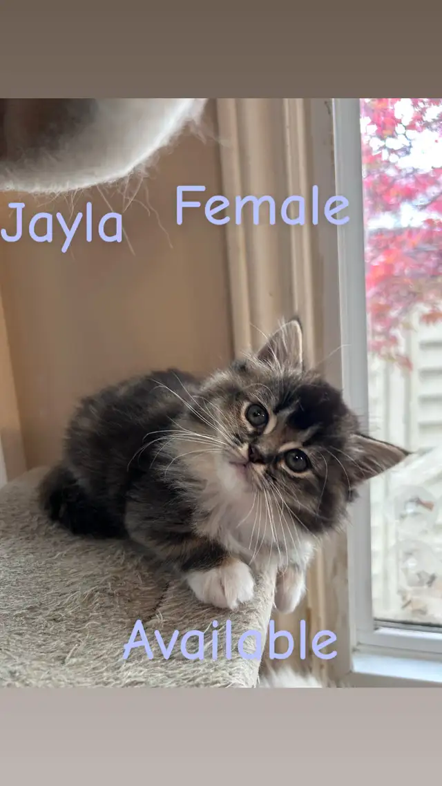 ❤️4 BEAUTIFUL RAGDOLL KITTENS AVAILABLE ❤️ - Photo 4