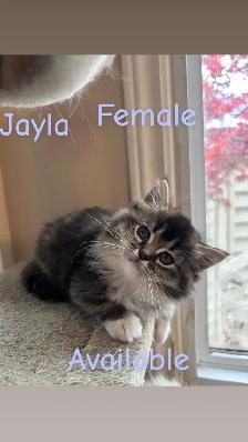 ❤️4 BEAUTIFUL RAGDOLL KITTENS AVAILABLE ❤️ - Photo 4