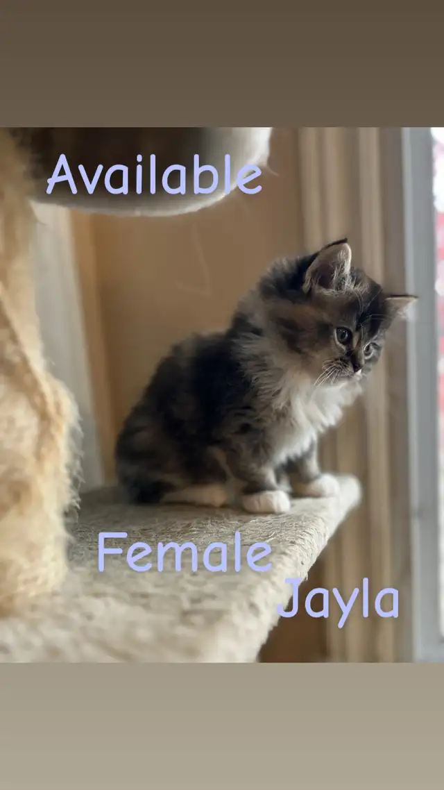 ❤️4 BEAUTIFUL RAGDOLL KITTENS AVAILABLE ❤️ - Photo 5