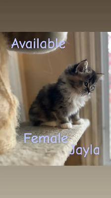 ❤️4 BEAUTIFUL RAGDOLL KITTENS AVAILABLE ❤️ - Photo 5