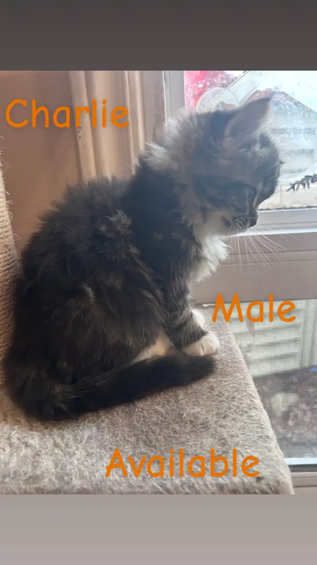 ❤️4 BEAUTIFUL RAGDOLL KITTENS AVAILABLE ❤️ - Photo 7