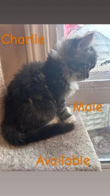 ❤️4 BEAUTIFUL RAGDOLL KITTENS AVAILABLE ❤️ - Photo 7