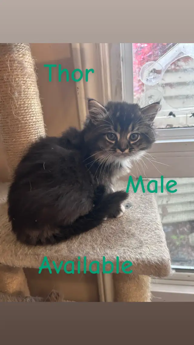❤️4 BEAUTIFUL RAGDOLL KITTENS AVAILABLE ❤️ - Photo 9