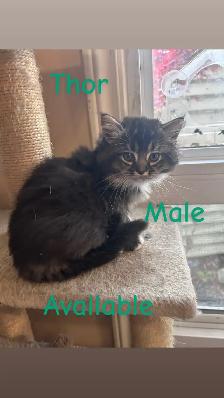 ❤️4 BEAUTIFUL RAGDOLL KITTENS AVAILABLE ❤️ - Photo 9