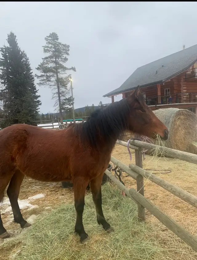 Amazing Qh mare - Photo 2