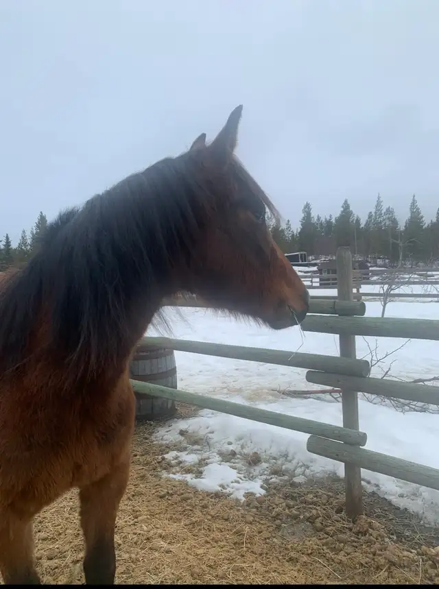 Amazing Qh mare - Photo 3