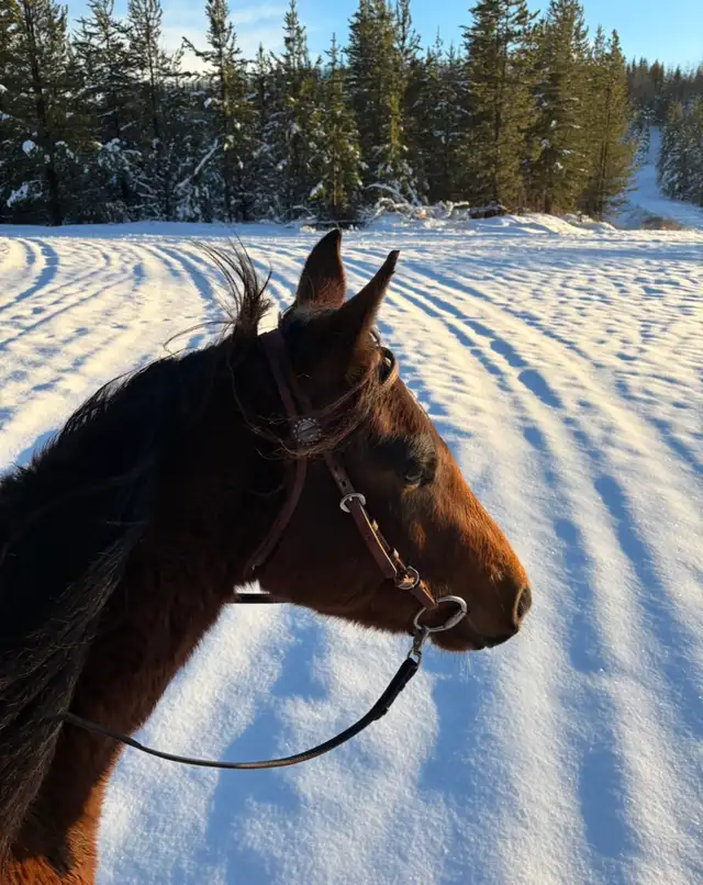 Amazing Qh mare - Photo 4