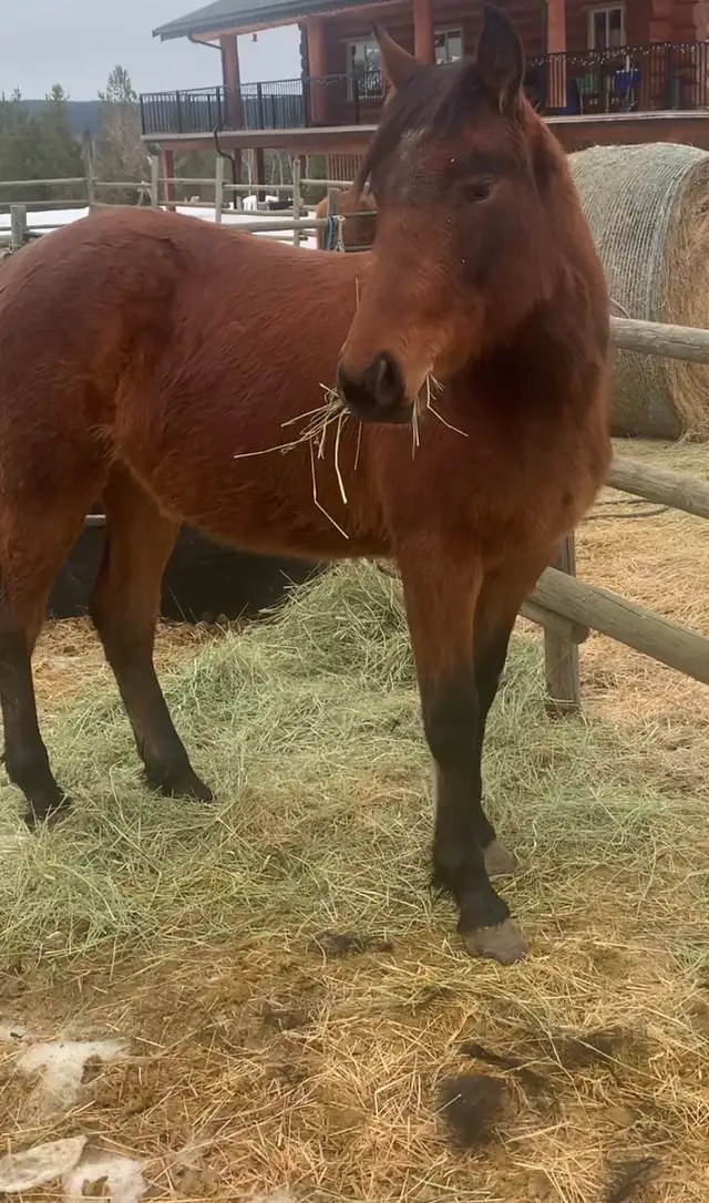 Amazing Qh mare - Photo 5