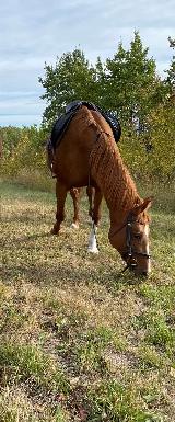 Arabian mare