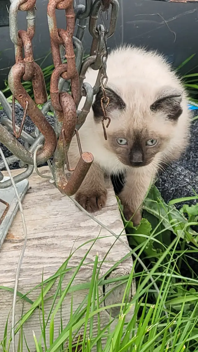 KITTENS!