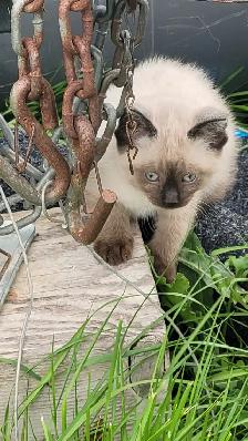 KITTENS!
