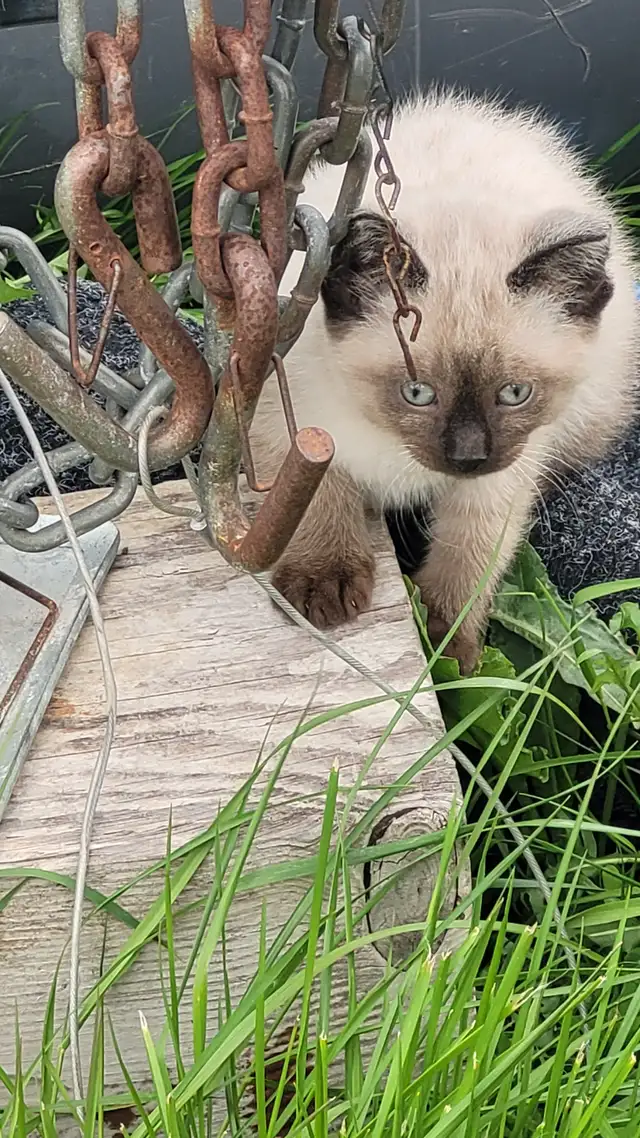KITTENS! - Photo 2