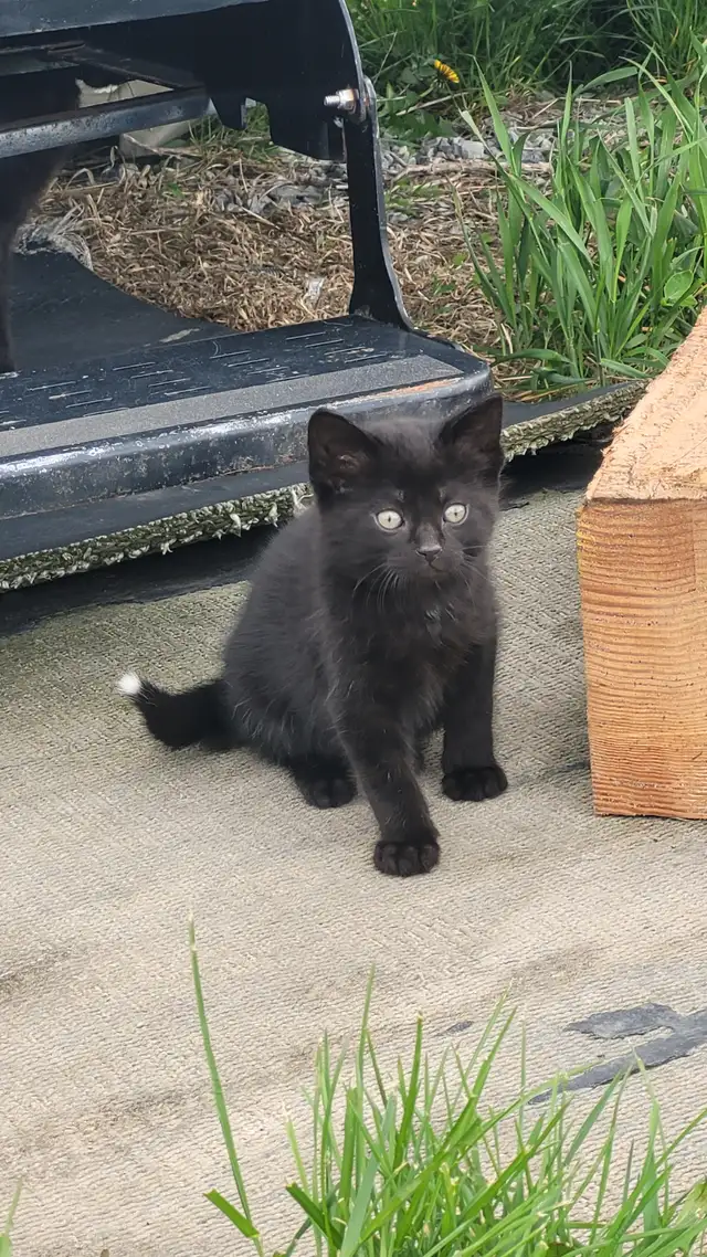 KITTENS! - Photo 3