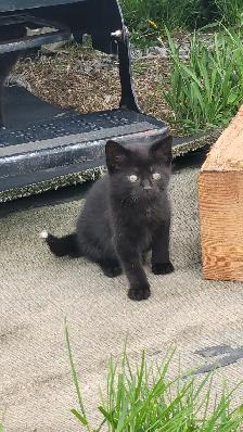 KITTENS! - Photo 3
